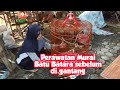 Perawatan Murai Batu Batara sebelum di gantang