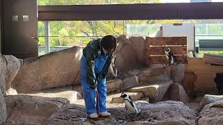 京都水族館 ケープペンギン 2021.11.19