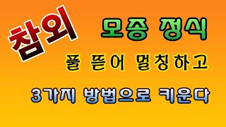 [텃밭농부. 1,032]  참외 모종심기. 풀 뜯어 멀칭하고 3가지로 키우기 #참외재배