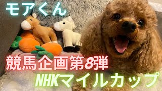 モアくん競馬企画第8弾　NHKマイルカップ編 #トイプードル #nhkマイルカップ