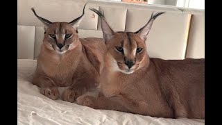 Floppa Eva \u0026 Richard : Caracal