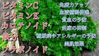 驚くべき健康効果！パセリの栄養素を紹介