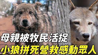 母狼被牧民活捉，小狼拼死營救感動牧民