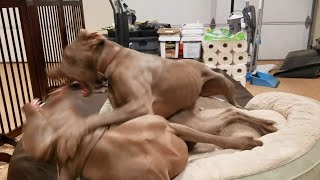 Weimaraner sisters dogs fighting over a soft comfy bed!
