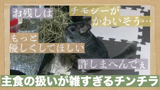 【Chinchilla】チモシーの扱いが雑すぎるチンチラ　Chinchilla,  whose main food is rough