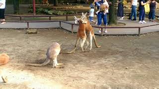 衝撃映像！！カンガルーの喧嘩の止め方