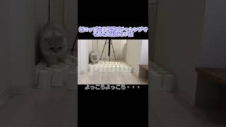 最後が可愛い猫　#チンチラシルバー #shorts