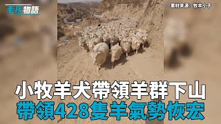 小牧羊犬帶領羊群下山，428隻羊氣勢驚人，主人：有牠在我很放心！