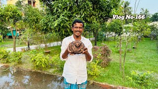 #organicgardening , বিখ্যাত মীধা ভাই মাটি খুঁড়ে স্বর্ণের চেয়ে মূল্যবান ওল কচু বের করল.