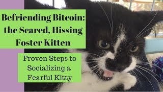 Bitcoin the Kitten- How to Tame a Scared Cat - Part 1