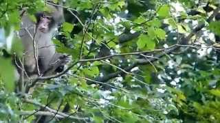 Japanese Monkey Shaking Branches ニホンザルの木揺すり行動（威嚇誇示）