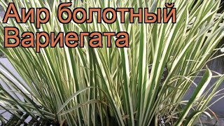 Аир болотный Вариегата (acorus variegata) 🌿 аир Вариегата обзор: как сажать рассада аира Вариегата