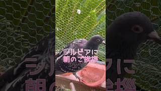 シルビアに朝のご挨拶#pigeonlover #pigeon #鳩 #レース鳩 #鳥 #レース鳩のシルビア#shorts