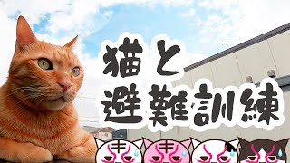 地震に備えて猫と避難訓練　いつか必ず起こると言われている大地震や災害に備えて