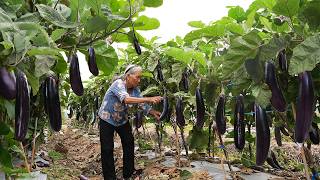Grandma teaches you how to cook traditional dishes with eggplant