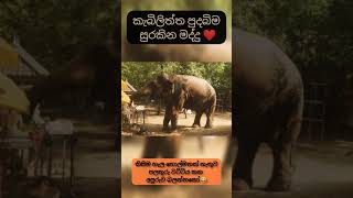 Kebiliththa Dewala Derana Surakina Maddu❤️..| Kebiliththa Dewalaya| Para Dige එන හස්ති රාජයා