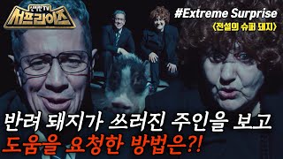 [신비한TV 서프라이즈] 육아 난이도 극상의 슈퍼 돼지 룰루가 황금 영웅 메달을 받은 사연은?!🐷, MBC 240107 방송