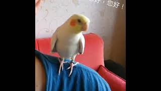 愛 說話 的 玄鳳鸚鵡 Talkative Parrot