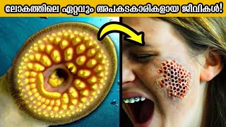 ലോകത്തിലെ ഏറ്റവും അപകടകാരികളായ ജീവികൾ! Most Venomous Creatures Malayalam | 🌍❌ Storify