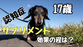 17歳老犬　認知症を抑える為に続けている事