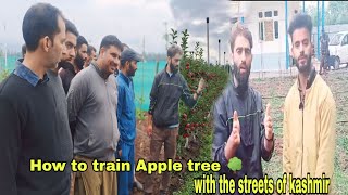 Ultra High density apple 🍎 Orchard // How to train a Italy apple tree 🌳1st year purning HDP Orchard