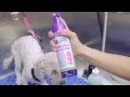 How to use High Concentrate Dirty Dogs Shampoo