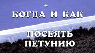 Когда сеять петунию// Простой способ посева петунии//Сею ампельную петунию