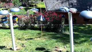Cardinal Stream: Live from Southern Westchester, NY