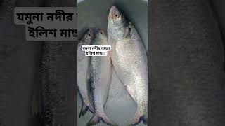 যমুনা নদীর তাজা ইলিশ মাছ।। # Hilsha fish # jamuna River #cooking #