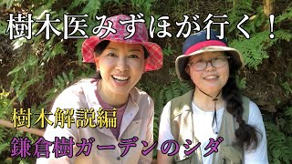 【樹木医みずほが行く！】（探訪編）樹ガーデンのシダ