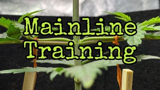 Ep.2 How to Mainline Wedding Cake plants by ILGM #cannabis #ilgm #plants