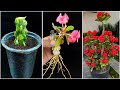 Simple & easy method for grow crown of thorns || Best gardening method for home