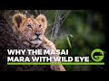 Why the Masai Mara with Wild Eye - from a guest's perspective