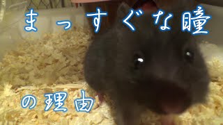 ちびクロちゃんのまっすぐな瞳の理由ｗ【キンクマハムスター】