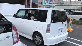 車の窓からひょっこり犬