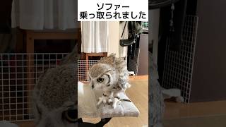 人間のテリトリーを乗っ取るフクロウ #owl #ペット #フクロウ #アメリカワシミミズク