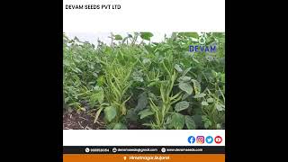 #best #gavar #devam seeds #agriculture #clusterbean #gujarat #farming