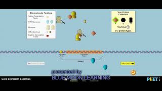 gene expression essentials,Learning Animation, BLUE MOON LEARNING,PHET
