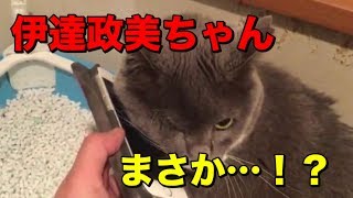 独眼竜シャー！猫の伊達政美ちゃん人間の男に媚びを売る（笑）【Masami is in love】