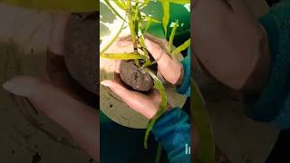 😲How to grow ribbon plant cutting💯👍 #gardening #youtubeshorts