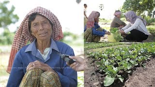 ទោះមានវ័យ៨០ឆ្នាំលោកយាយ រឿន នៅតែអាចដាំបន្លែសរីរាង្គលក់ឲ្យអ្នកភ្នំពេញហូប