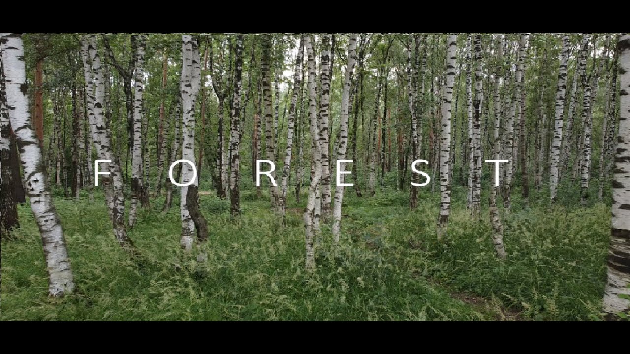 Forest 4k Drone Aerial Footage Youtube