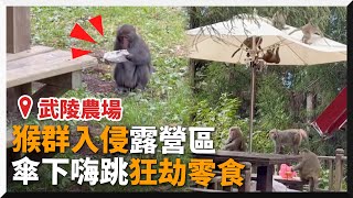 露營遇猴子軍團搗亂！傘被當跳床 、食物泡麵全被劫走｜南投｜武陵農場｜猴群