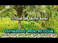 15 Gunta Small Coconut farm land sale Near Bengaluru, Charan 7338474634, #commercial #farmhouse