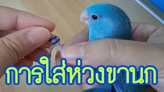 การใส่และการถอดห่วงขานกฟอพัส