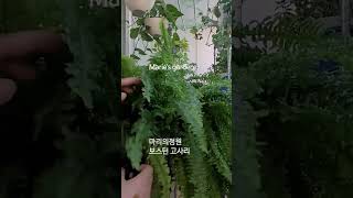 보스턴 고사리키우기 #이은하 #당신께만#보스턴고사리키우기