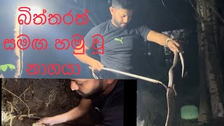 Cobra rescue Gampaha Asgiriya. ගම්පහ අස්ගිරිය ප්‍රදේශයේ නිවසක් අසල බිත්තරත් සමග නාගයෙක්