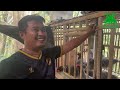 ayam kuntara by doc anggoroganic penguasa pulau feat tukol farm