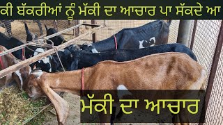 bakriya lai makki da achar changa he ja nhi||ਬੱਕਰੀਆਂ ਲਈ ਮੱਕੀ ਦਾ ਆਚਾਰ ||