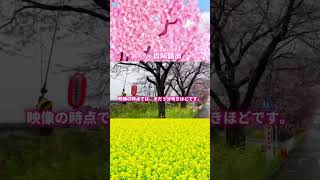 #真岡鐵道 ｢桜･菜の花街道｣へのアクセスを解説！#SLもおか #C1266 #桜 ｢春といえば真岡鐵道｣